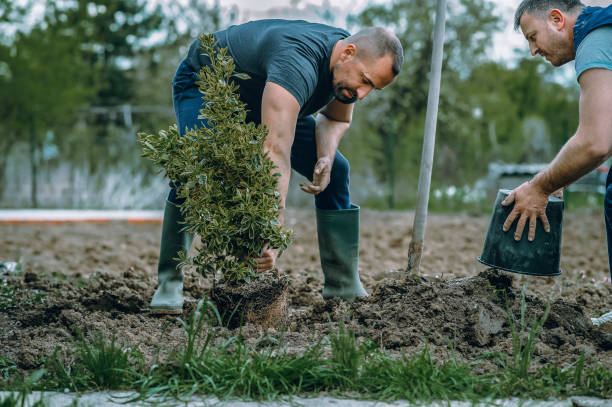 Best Tree Trimming Near Me  in USA